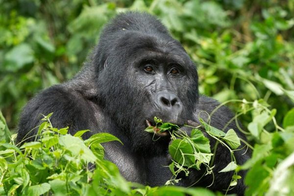 10-Days-Uganda-Wildlife-and-Primates-Safari