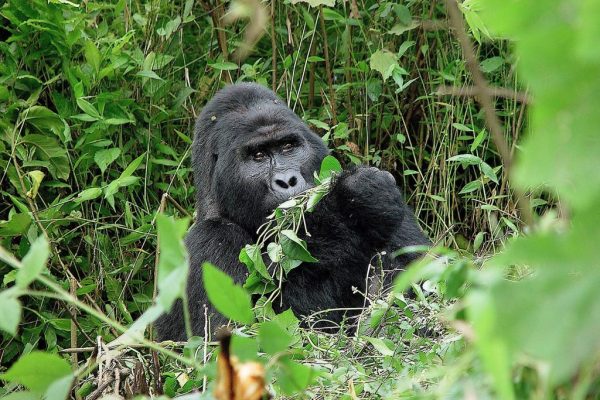 4-Days-Bwindi-Gorillas-Lake-Mburo-Wildlife-Safari