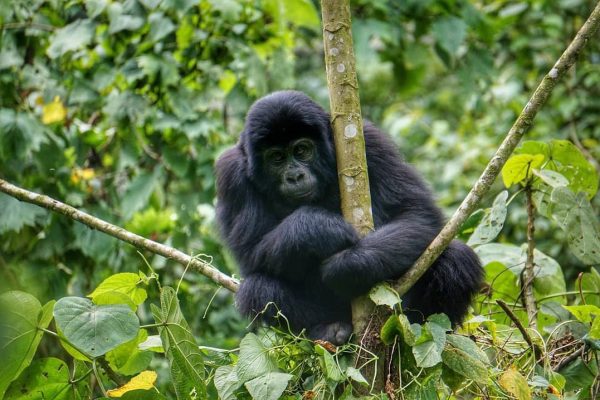 4-Days-Rwanda-Gorilla-Golden-monkey-trekking-safari