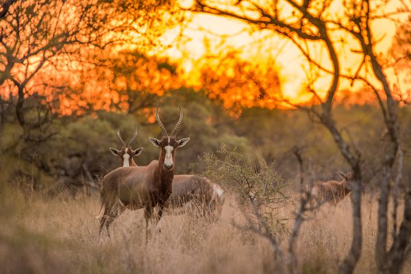 A blesbok (Damaliscus pygargus phillipsi) standing in the grass, looking at the camera at sunset, with the rest of the herd in the background. Dikhololo game reserve, South Africa