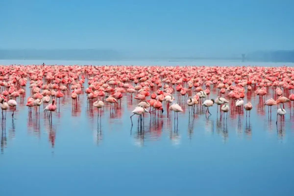 A-Flamboyance-of-Flamingos-in-Lake-Eyasi-Easy-Travel-Tanzania-1024x650