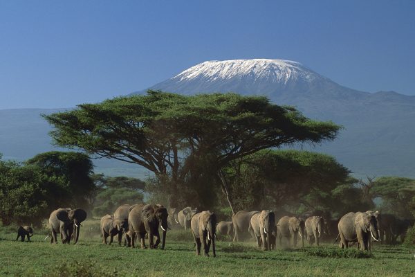 African Elephant (Loxodonta africana) herd in front of Mount Kilimanjaro, Amboseli National Park, Kenya