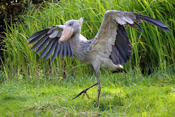 Shoebill-Stork