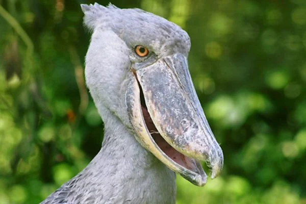 Shoebill-storck-boat-rip-inMurchison-falls-National-Park-1200x675