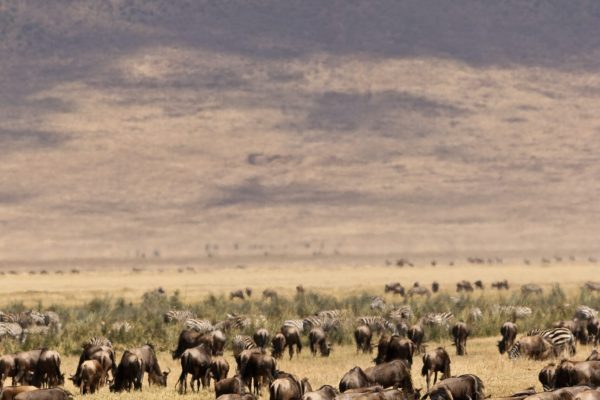 high-tea-with-elephants-O3ObJroZb8Q-unsplash